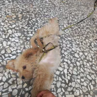 فروش سگ پاکوتا