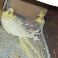 عروس هلندی باتخم ومرغ عشق