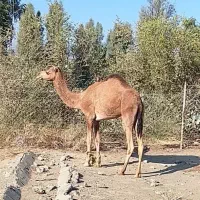 شتر نر فروشی|حیوانات مزرعه|قلعه گنج, |دیوار