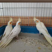 ۳تا عروس هلندی لوتینیو