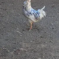 خروس گلین طوسی|حیوانات مزرعه|لاران, |دیوار