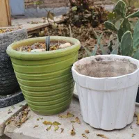 گلدون خالی|گل و گیاه طبیعی|گرمسار, |دیوار