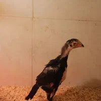 جوجه لاری اوشامو