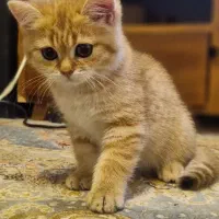 گربه بریتیش گلد تبی شورت هیر