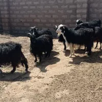 بز چاق مناسب کشتار