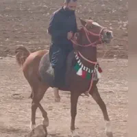 مایان|اسب و تجهیزات اسب‌سواری|فیروزآباد (لرستان), |دیوار