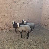 بره قوچی اصیل شال