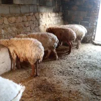 ۶عدد میش بره دار