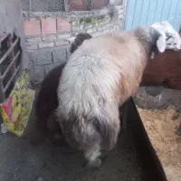 فروشی|حیوانات مزرعه|گرگان, |دیوار