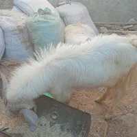 کهره نرمناسب داشت|حیوانات مزرعه|کازرون, |دیوار