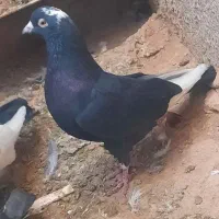 سه عدد کبوتر سالم و سرحال