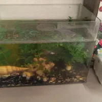 آکواریوم شرکتی محدب