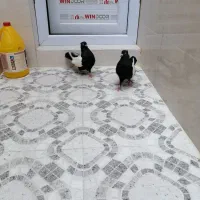 کبوتر سینه ای وصربستانی|پرنده|شادگان, |دیوار