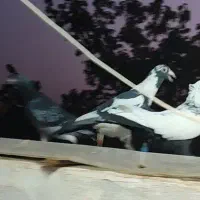 کفتر باخت خورده پلنگ|پرنده|مشهد, رده|دیوار