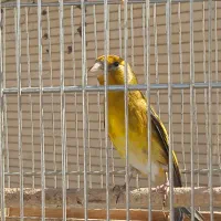 سهره قناری مست سهره مست