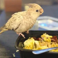 گمشده عروس هلندی