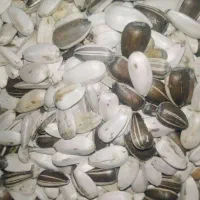 تخمه آفتابگردان