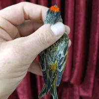 گلبسر نر زعفرانی|پرنده|مشهد, انصار|دیوار