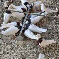 فروش کفتر طوقی|پرنده|حمیدیا, |دیوار