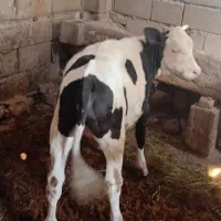 گوساله سیمینتال درجه یک ماده|حیوانات مزرعه|بجنورد, |دیوار