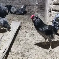 تخم مرغ نطفه دار گلین