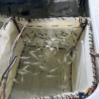 ماهی فایتر نر آماده کوپی گوپی سوارتل دم شمشیری|ماهی|قم, شهرک امام حسین|دیوار