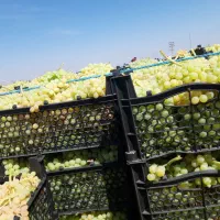 فروشگاه مجازی آنلاین نهال