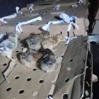 جوجه محلی 5روزه|حیوانات مزرعه|نیشابور, بلوار گلها|دیوار