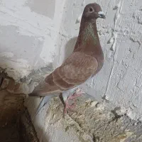 کفتر
