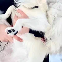 سگ نر پامرروباهی شیواوا