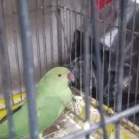 طوطی ملنگو ماده