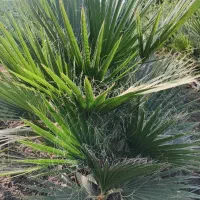 انواع نهال مرکبات ،گل ،استوایی|گل و گیاه طبیعی|جیرفت, |دیوار