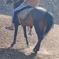 اسب|اسب و تجهیزات اسب‌سواری|اردبیل, |دیوار