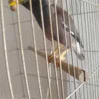 مینا|پرنده|حمیدیه, |دیوار