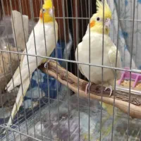 جفت عروس هلندی مولد|پرنده|دزفول, |دیوار