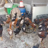 نوچه مرغ خروس لاری اصیل