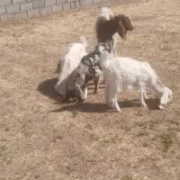 فروش بز جوان سه قلو زا