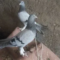 گچی اماده پرش ب شرط