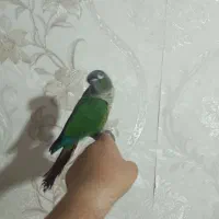 گیرینچیک فول دستی سخنگو با لوازم|پرنده|رباط‌کریم, مسکن مهر آبشناسان|دیوار