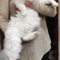 گربه پرشین فروشی|گربه|کرمان, |دیوار