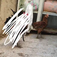 مرغ عربی عین دو