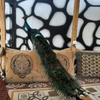 طاووس نژاد اصلی و خالص هفترنگ نر