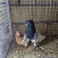 دکه ناصردین