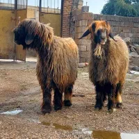 جفت میش اصیل بختیاری|حیوانات مزرعه|گتوند, |دیوار