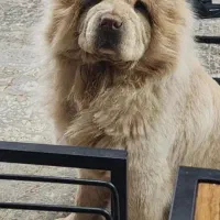 چاو چاو نر صورت چروک