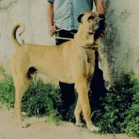 سرابی اصیل
