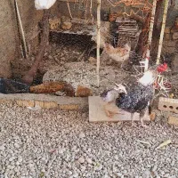 مرغ محلی|پرنده|شیراز, حسن آباد|دیوار