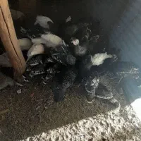 قوقلمون|حیوانات مزرعه|میانه, |دیوار