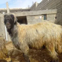 قوچ میش بز|حیوانات مزرعه|کوهرنگ, |دیوار