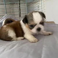 شیتزو سوپرفلت تری کالر